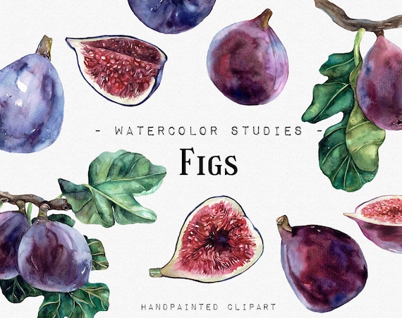 Figs Watercolor Studies Fruits Watercolor Clipart Vegan Food Etsy
