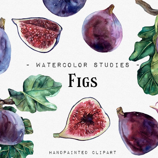 Figs Watercolor Studies, Fruits watercolor clipart, Vegan Food Digital, Fig Watercolor Fruits clipart Food PNG printable