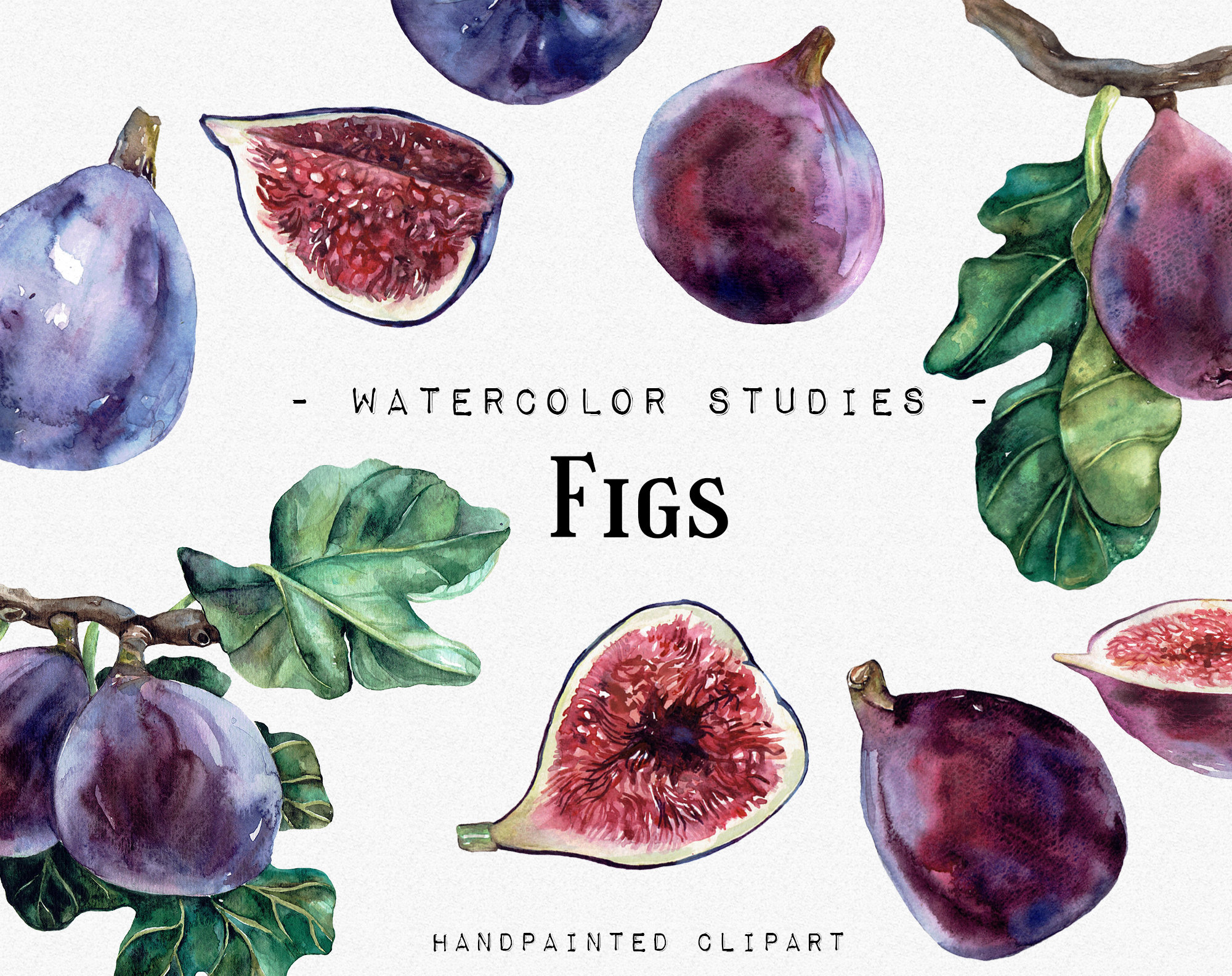 Figs Watercolor Studies Fruits Watercolor Clipart Vegan Food pic