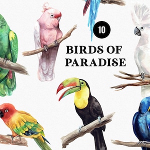 Uccelli del Paradiso - Clipart pappagalli acquerello, uccelli esotici tropicali, pittura Ara, clipart uccello cacatua tucano pappagallo illustrazione png