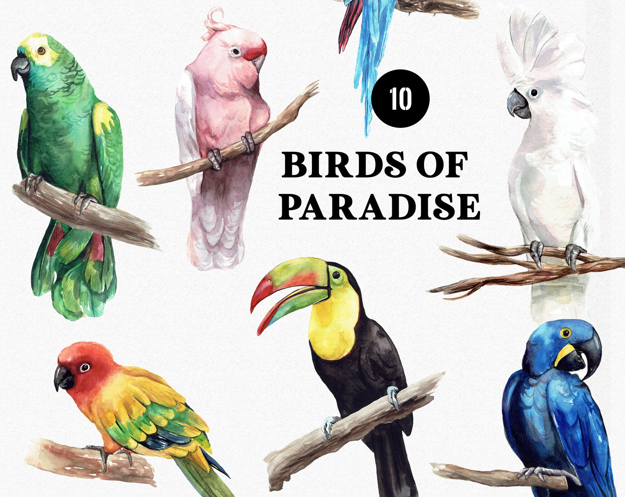 Birds of Paradise - Watercolor Parrots Clipart, Tropical Exotic