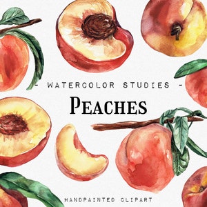 Peaches Watercolor Studies, Fruits watercolor clipart, Vegan Eco Food Digital, Peach Watercolor Fruits clipart Food nectarine apricot PNG