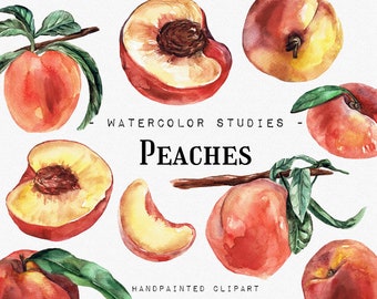 Peaches Watercolor Studies, Fruits watercolor clipart, Vegan Eco Food Digital, Peach Watercolor Fruits clipart Food nectarine apricot PNG