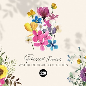 Flores prensadas SET aquarela floral - clipart de flores secas, ervas, alfabeto floral, buquês, molduras botânicas, padrões, digital PNG