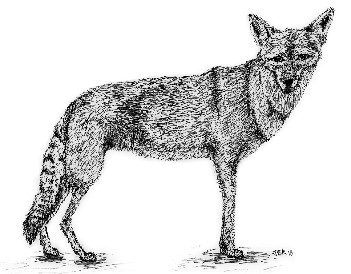 Coyote Art Print in Ink Desert Animal Desert Sonoran | Etsy