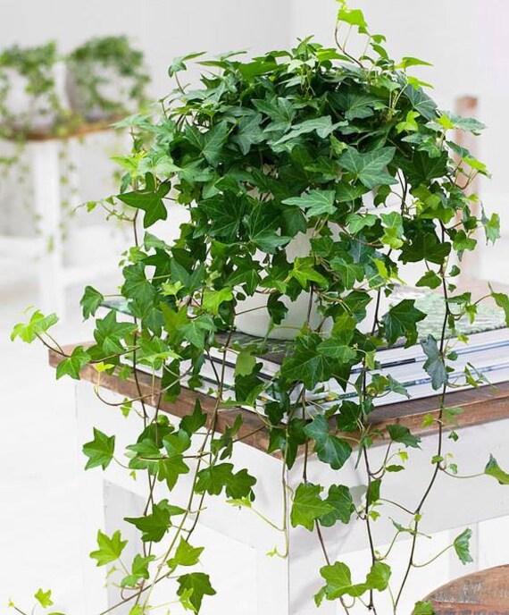 English Ivy Indoor