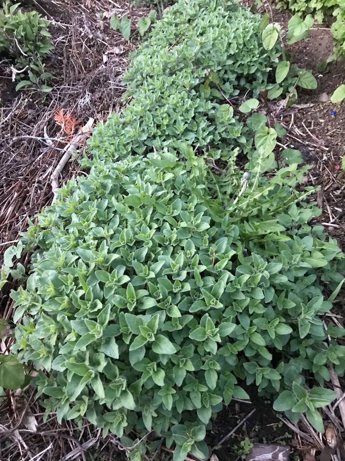 Vulgar Oregano Seeds Winter Hardy 50 Ct. Seeds Free Shipping Etsy