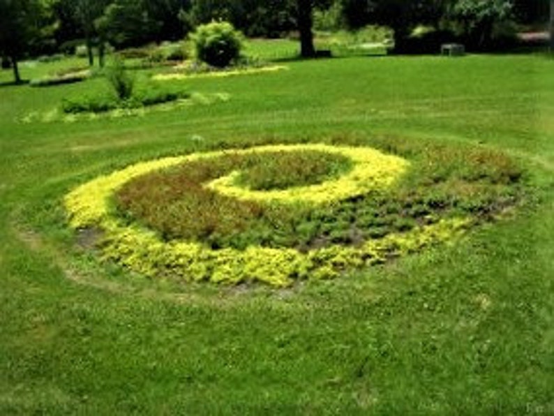 Ground Cover Gold Winter Creeper Evergreen Live Plants Garden Etsy