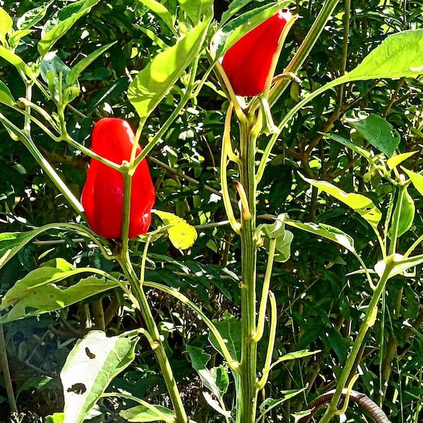 Hot Pepper Devil's Tongue Seeds 25ct Free Shipping