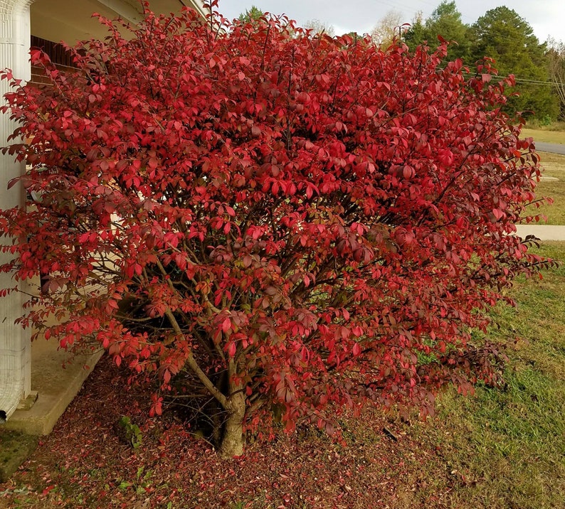 Burning Bush Seeds Hedges 100 Pc. Live Seeds Free Shipping Etsy