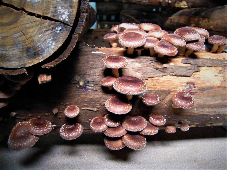 Shiitake 6 Xs Mushroom Logs Natural HAND Shiitake Mushroom Etsy
