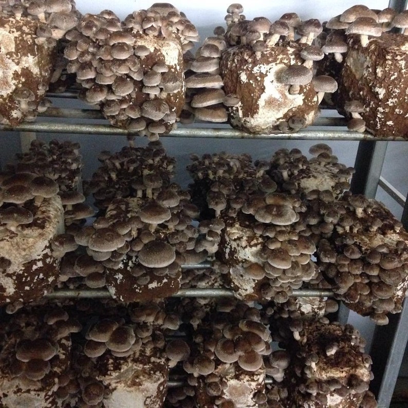 Mushroom Logs 3 Xs Reishi Shiitake Chicken of Woods Natural Etsy