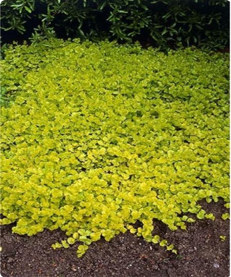 Ground cover live plants information