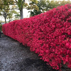 Burning Bush Hedge 40 BARE Root Live Plant Free Shipping