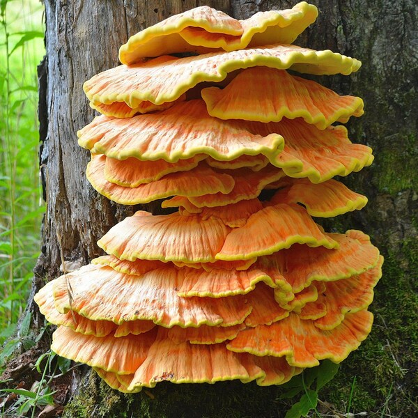 Chicken Of The Woods 3Xs Mushroom Logs Natural HAND Mushroom Logs