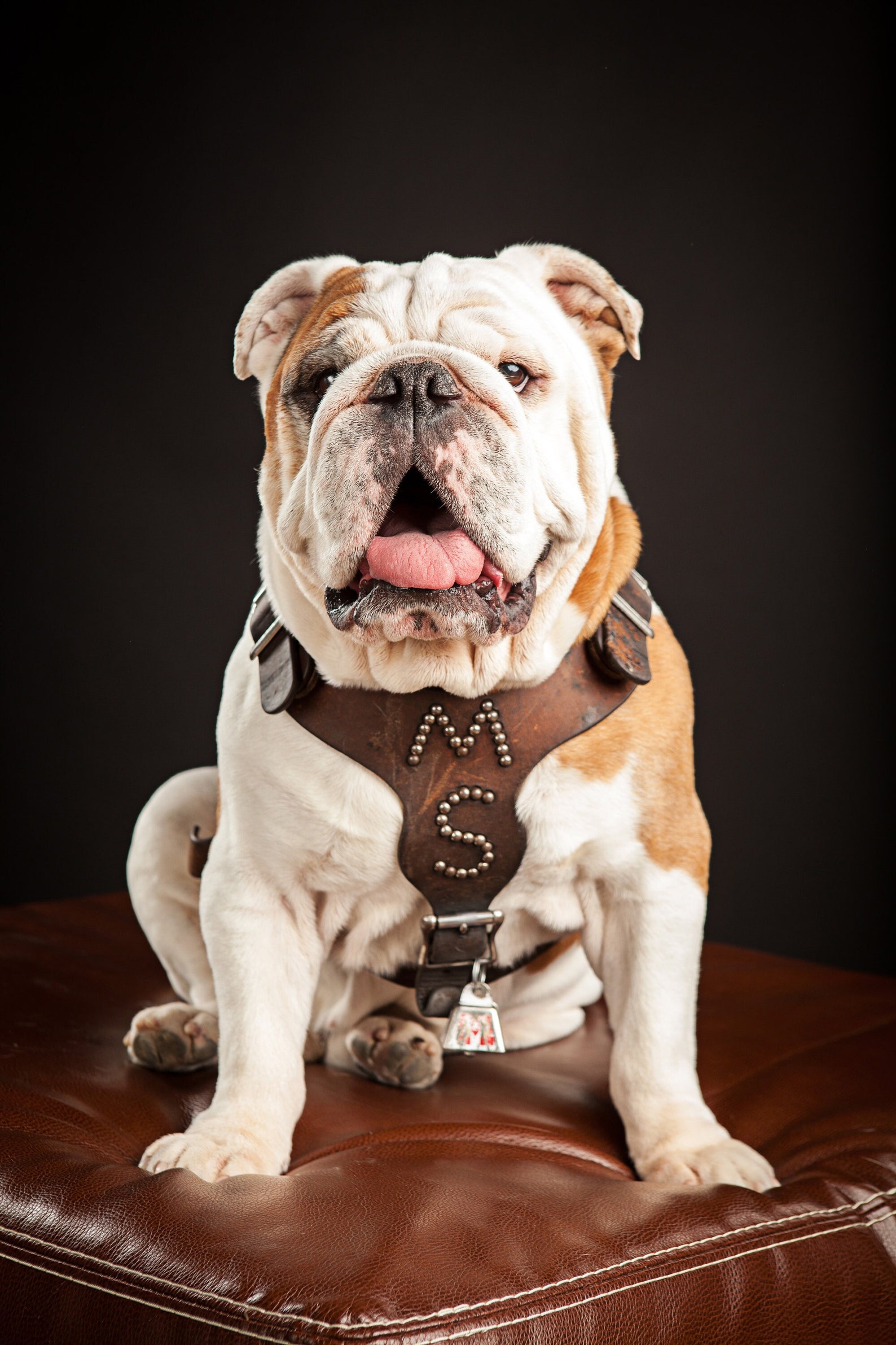 Mississippi State Bulldog Bully Photo Print Etsy