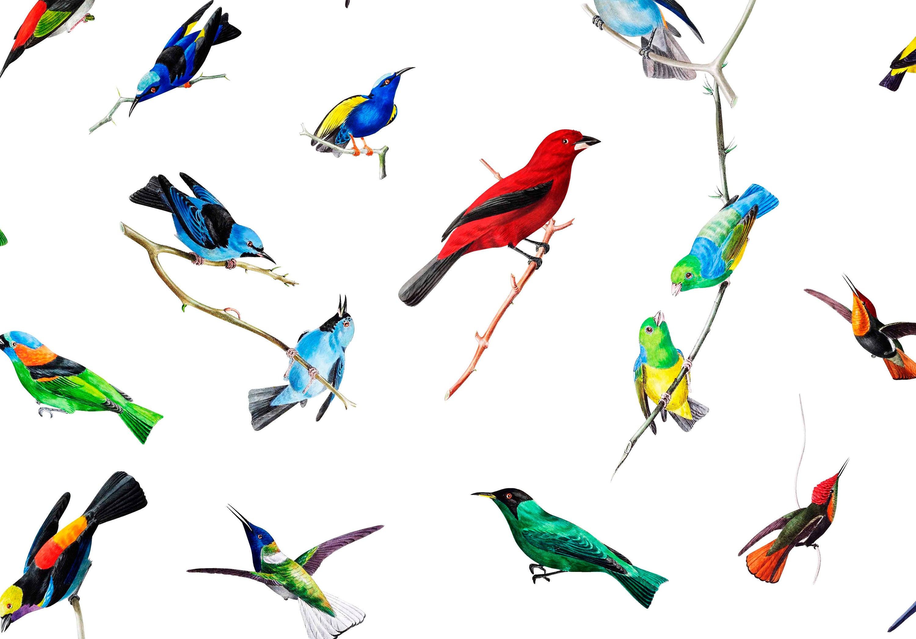 Birds Wallpaper Wallpaper With Birds Tropical Bird Bird Wallpaper