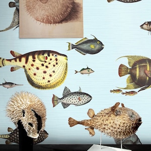 Carta da Parati Pesci Tropicali in Acquario
