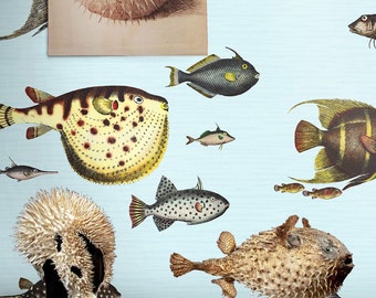 Vintage Fish Wallpaper, Marine Life Botanical Wallpaper with Detailed Illustrations for Beach House Decor
