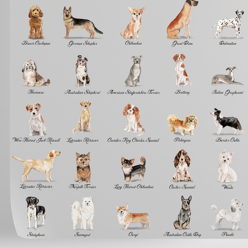 Puede incluir: Un gr&aacute;fico con 25 razas de perros diferentes, ilustradas en estilo acuarela. Cada raza est&aacute; etiquetada con su nombre. Las razas incluyen: Cockapoo marr&oacute;n, Pastor alem&aacute;n, Chihuahua, Gran Dan&eacute;s, D&aacute;lmata, Havan&eacute;s, Pastor australiano, American Staffordshire Terrier, Brittany, Galgo italiano, Jack Russell de pelo duro, Labrador Retriever, Cavalier King Charles Spaniel, Pekin&eacute;s, Border Collie, Labrador Retriever, Norfolk Terrier, Chihuahua de pelo largo, Cocker Spaniel, Westie, Stabyshowr, Samoyedo, Corgi, Perro de ganado australiano, Caniche.