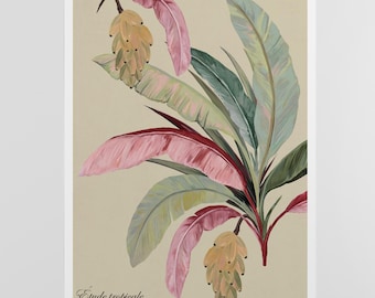 Banana Plant Poster, Tropical Botanical Wall Art, Vintage Illustration Print, Pink Green Nature Decor, Elegant Leaf Artwork