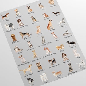 May include: A chart featuring watercolor illustrations of different dog breeds. Each breed is labeled with its name. The chart is on a light gray background.
