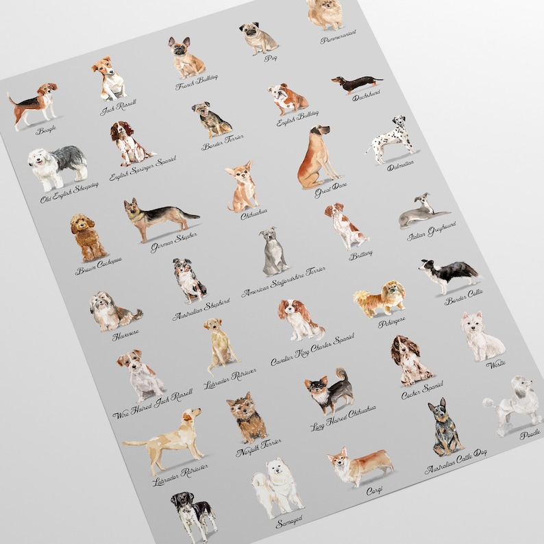 May include: A chart featuring watercolor illustrations of different dog breeds. Each breed is labeled with its name. The chart is on a light gray background.