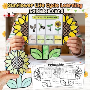 May include: A colorful, foldable card illustrating the sunflower life cycle, with stages from seed to flower. The card is held by a person, and additional printable versions are visible. The text "Sunflower Life Cycle Learning Foldable Card" is at the top.