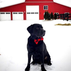 Może przedstawiać: Czarny labrador retriever w czerwono-czarnej muszce siedzi na śniegu przed czerwoną stodołą z białymi drzwiami i oknami.