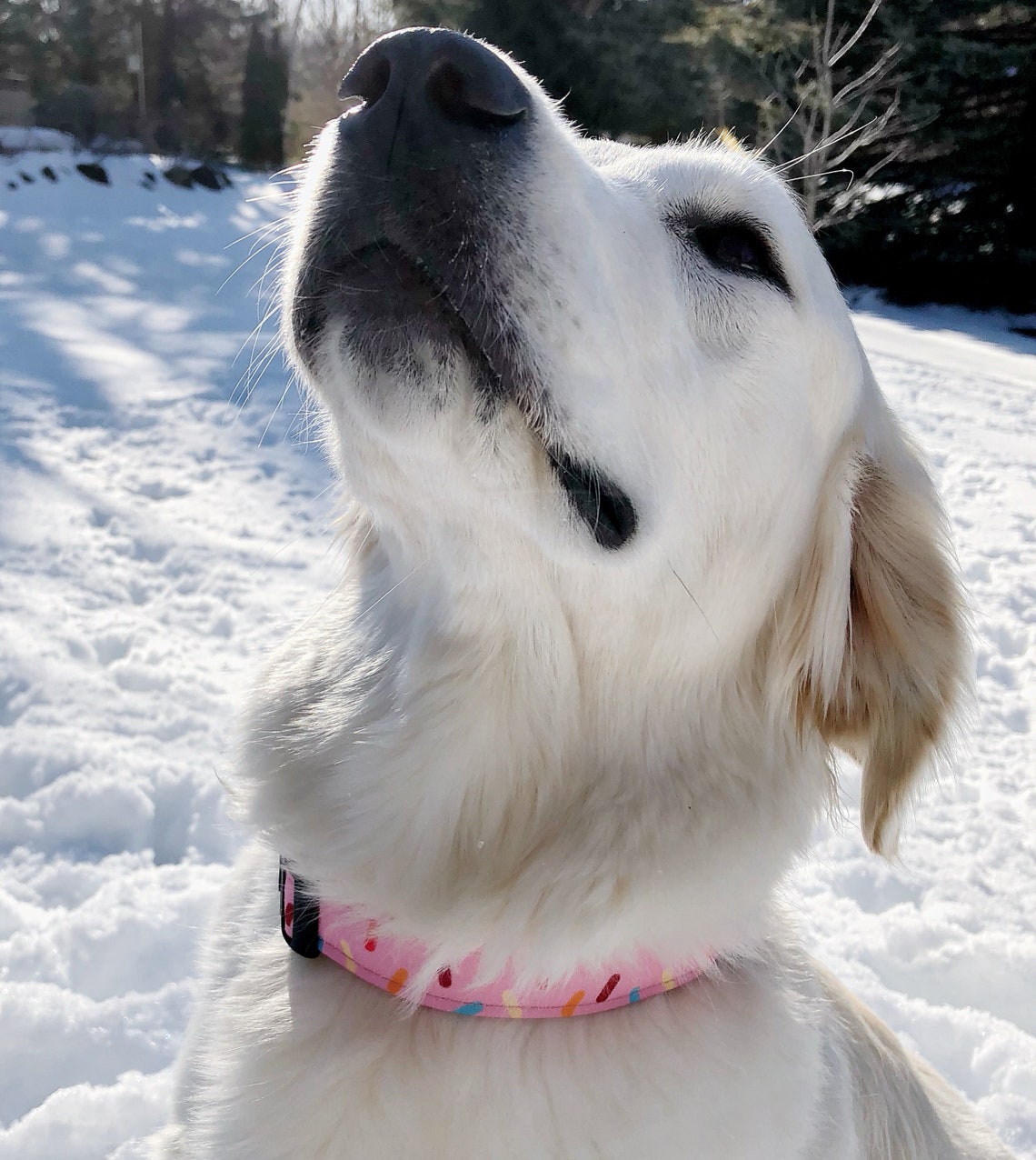 Mmmm Donuts Pink Dog Collar Sprinkle Dog Collar Donut Dog Etsy