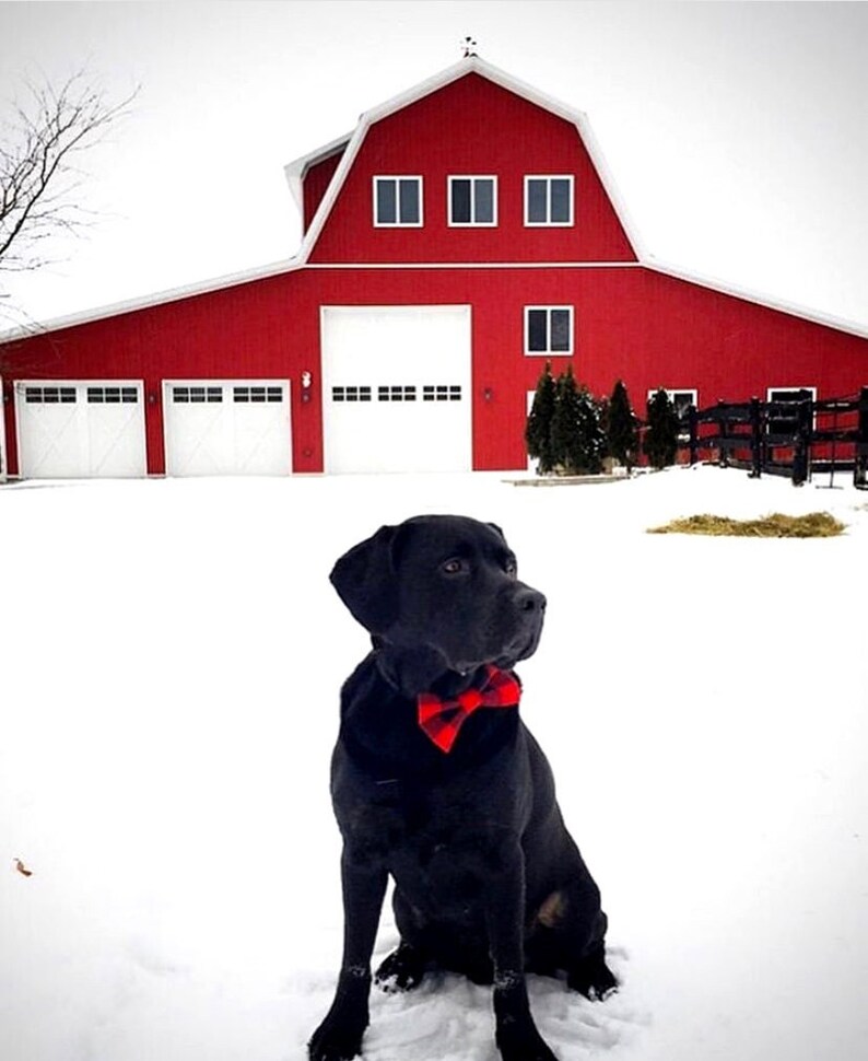 Może przedstawiać: Czarny labrador retriever w czerwono-czarnej muszce siedzi na śniegu przed czerwoną stodołą z białymi drzwiami i oknami.