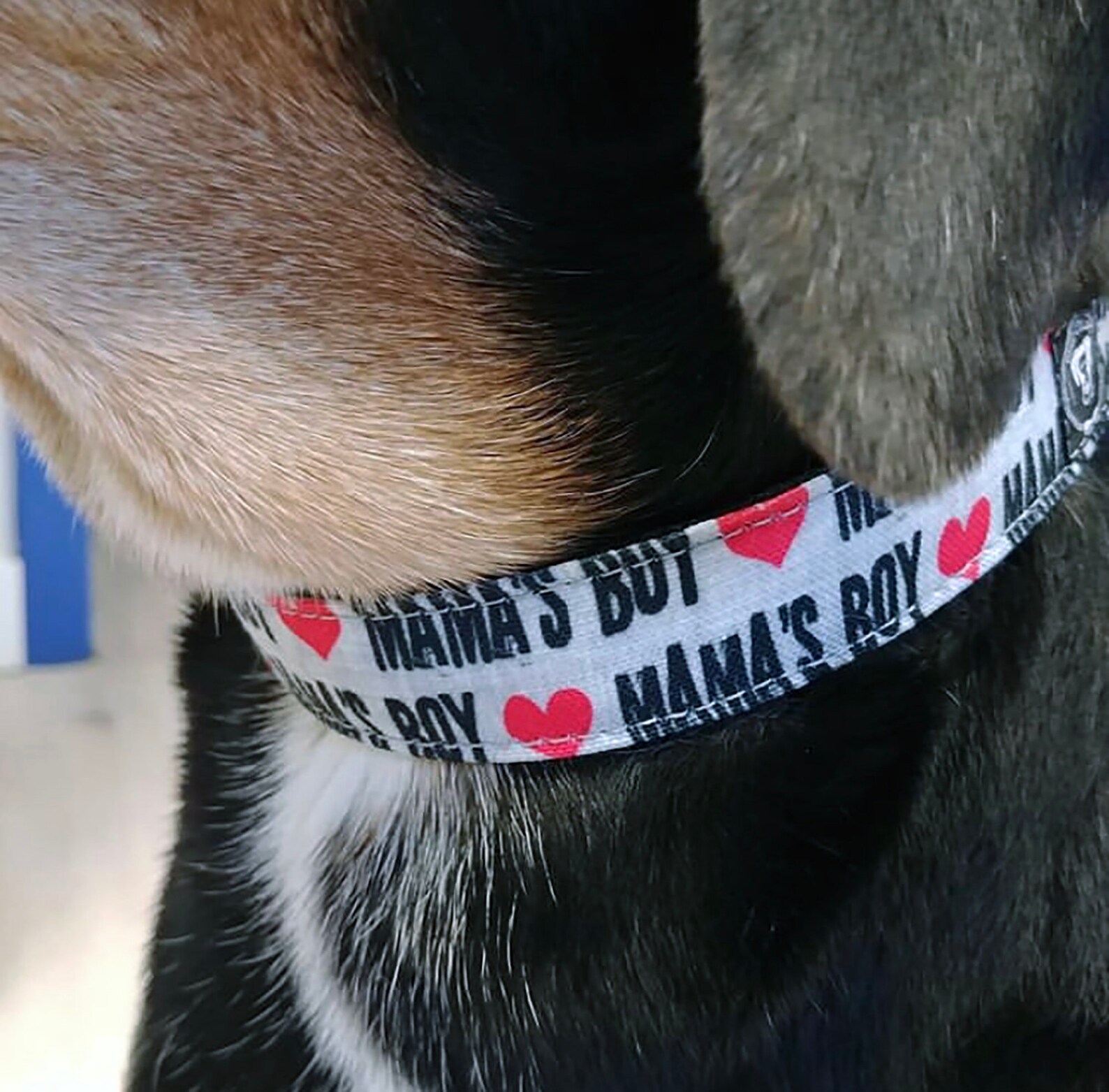 Mama's Boy Dog Collar dog collar boy dog collar dog Etsy