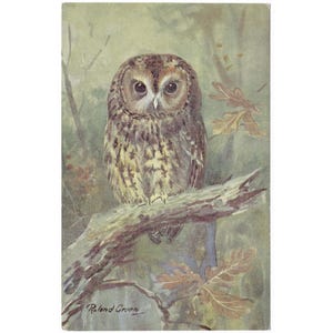 Cartão postal vintage "Brown Owl" de Roland Green, publicado pelo Ruskin Studio, cartão postal de pássaro não utilizado da década de 1930