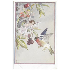 Des fées, des cerises et un bouvreuil par Rene Cloke, carte postale vintage pour enfants, oiseau en vol, cerises mûres sur les branches, C W Faulkner