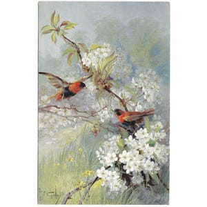 Südliche rote Bischöfe von Mary Golay Vintage Künstler signierte Postkarte unbenutzt c1910 herausgegeben von C W Faulkner, Vögel auf Zweig der Blüte