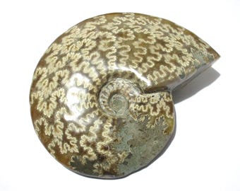 マダガスカル産アンモナイト化石（展示用に整備済み） - Etsy 日本