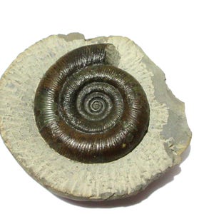 Dactylioceras - Etsy 日本
