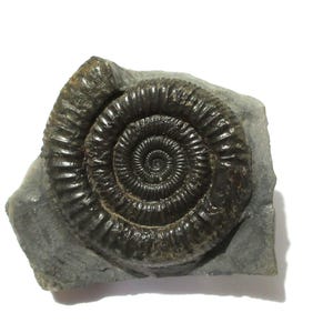Dactylioceras - Etsy 日本