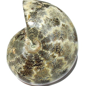 Fossiler Ammonit aus Madagaskar (gut präpariert zum Ausstellen)