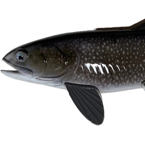 Realistic Lake Trout Replica