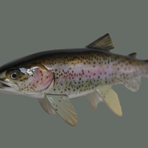 Realistic Rainbow Trout Replica