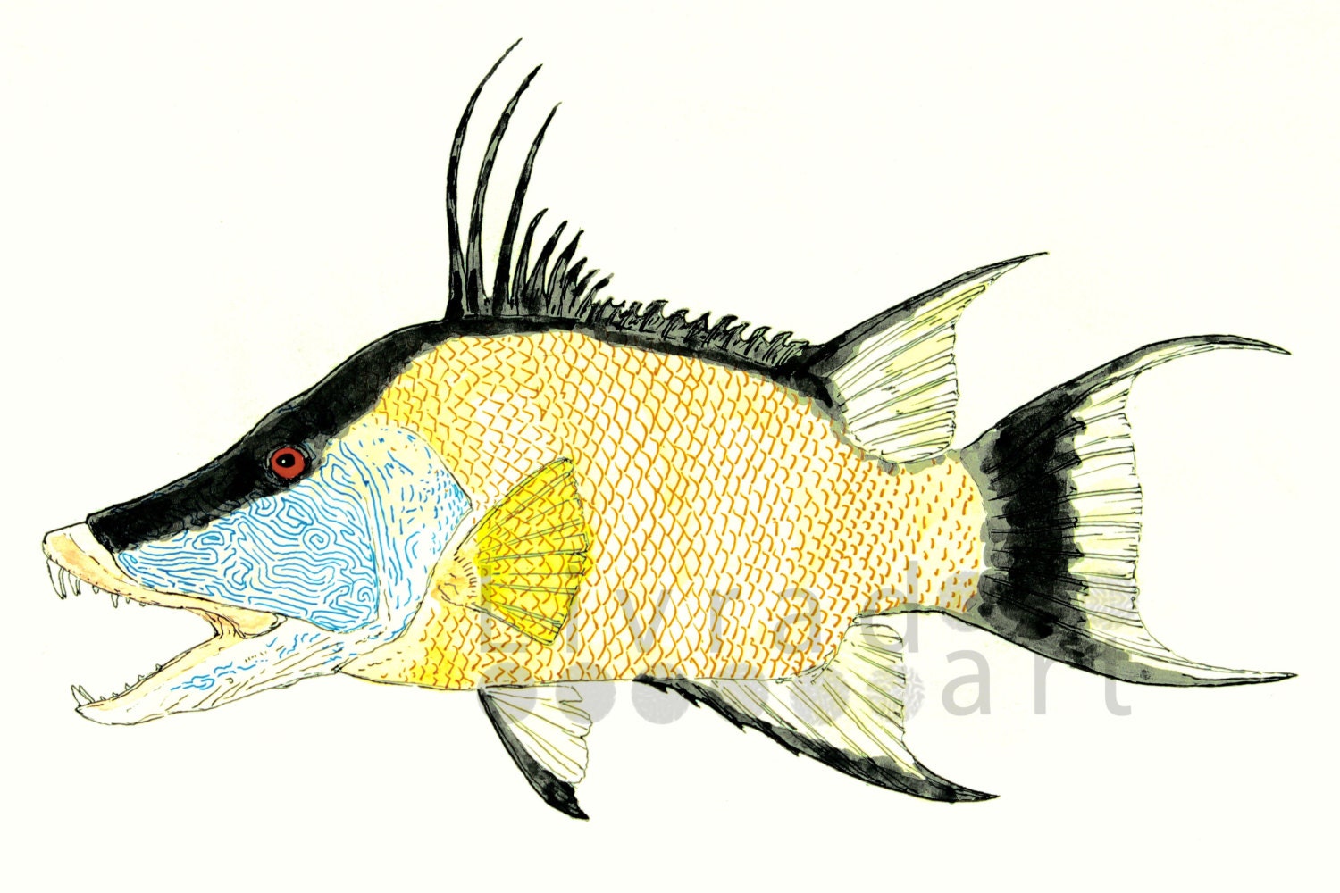 Hogfish Watercolor & Ink Print - Etsy