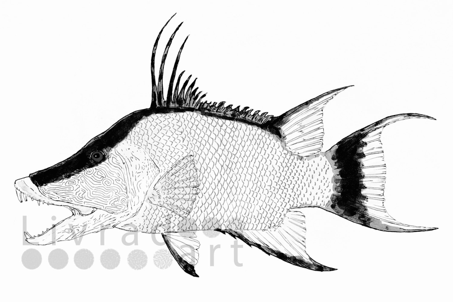 Hogfish B and W Watercolor & Ink Print Etsy