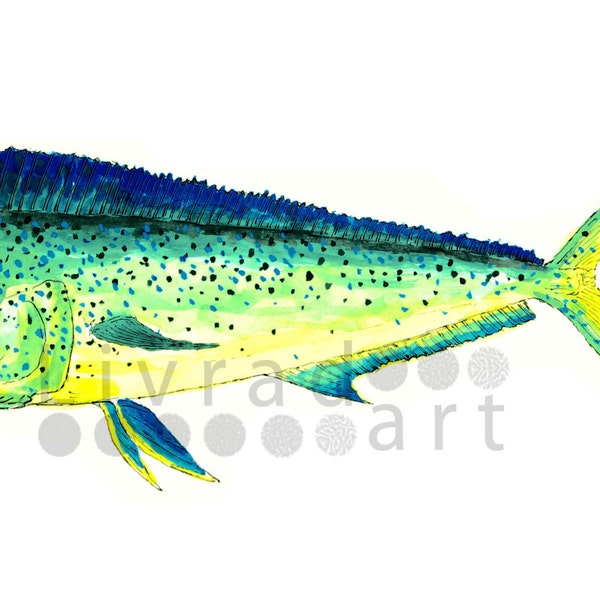 Mahi Mahi acuarela & impresión de tinta