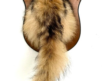 Vintage taxidermy wall mounted raccoon