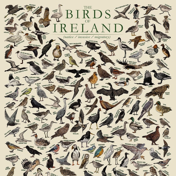 The Birds of Ireland - Hand-illustrated / Irish Wildlife Educational Poster / Wall Art