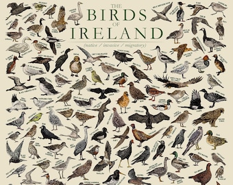 The Birds of Ireland - Hand-illustrated / Irish Wildlife Educational Poster / Wall Art