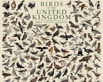 Les oiseaux du Royaume-Uni - Affiche éducative animalière / oeuvre d'art murale illustrée à la main