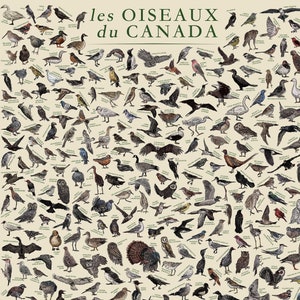 The Birds of Canada (les Oiseaux du Canada)  - Hand-illustrated Wildlife Educational Poster / Wall Art in French