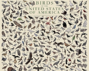 Birds of The USA - Hand-illustrated Wildlife Educational Poster / Wall Art